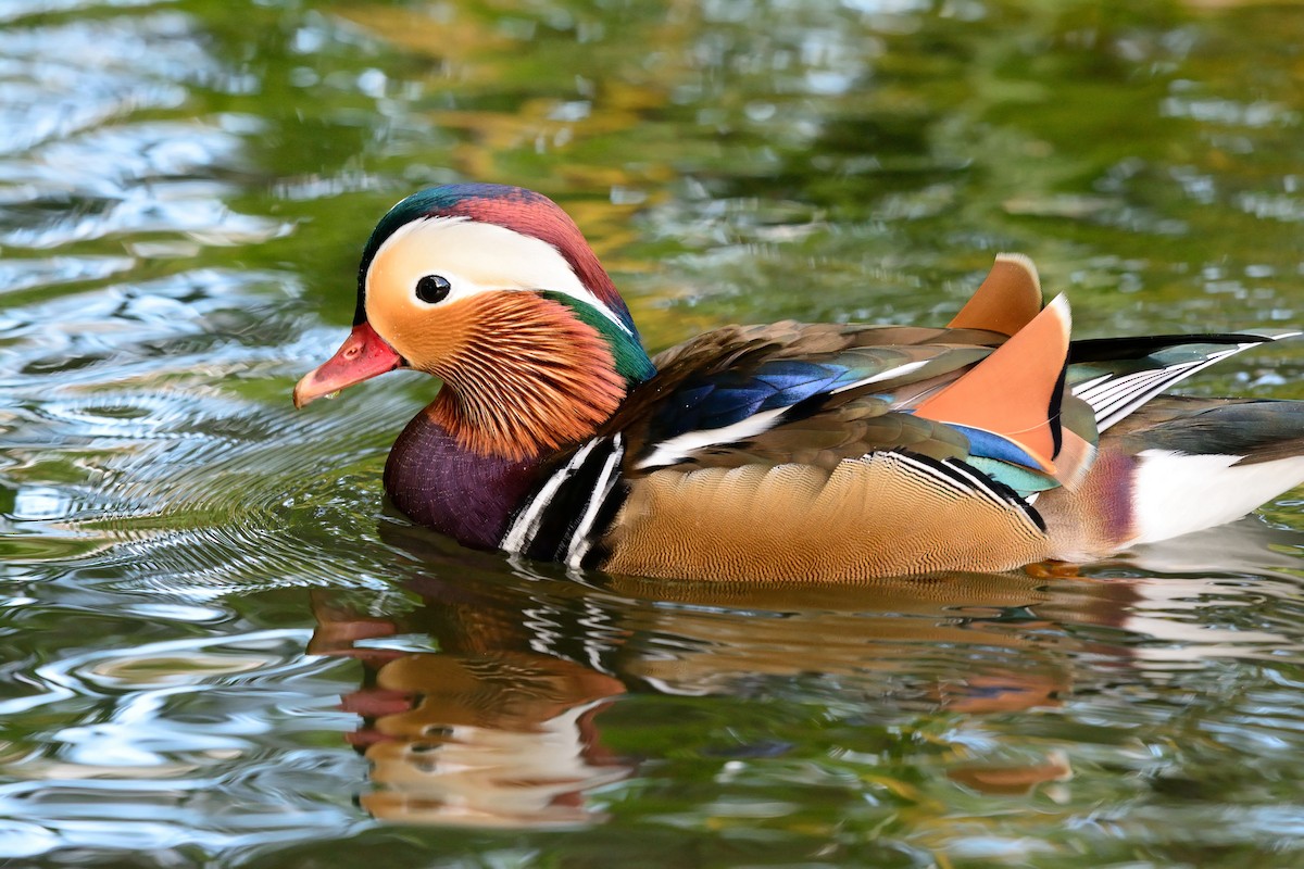 Mandarin Duck - ML218173591