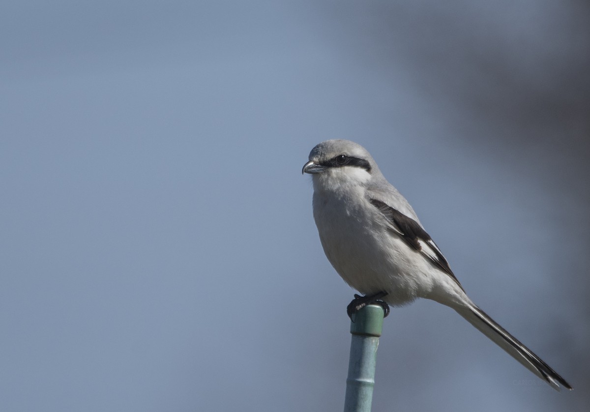 Chinese Gray Shrike - ML218175291