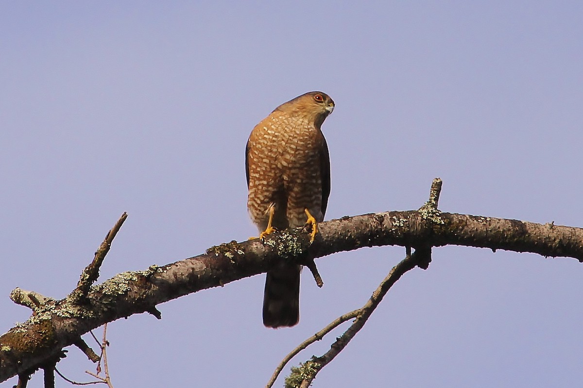 Sharp-shinned Hawk - John F. Gatchet