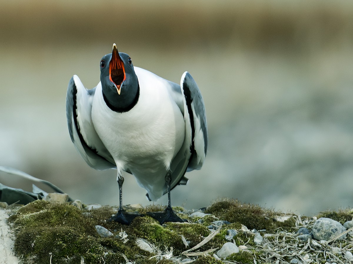 Sabine's Gull - Nick Athanas