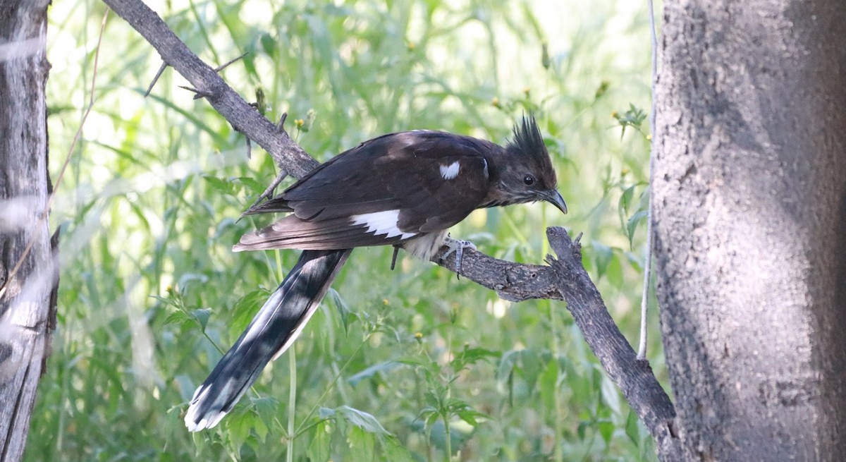 Levaillant's Cuckoo - Bez Bezuidenhout