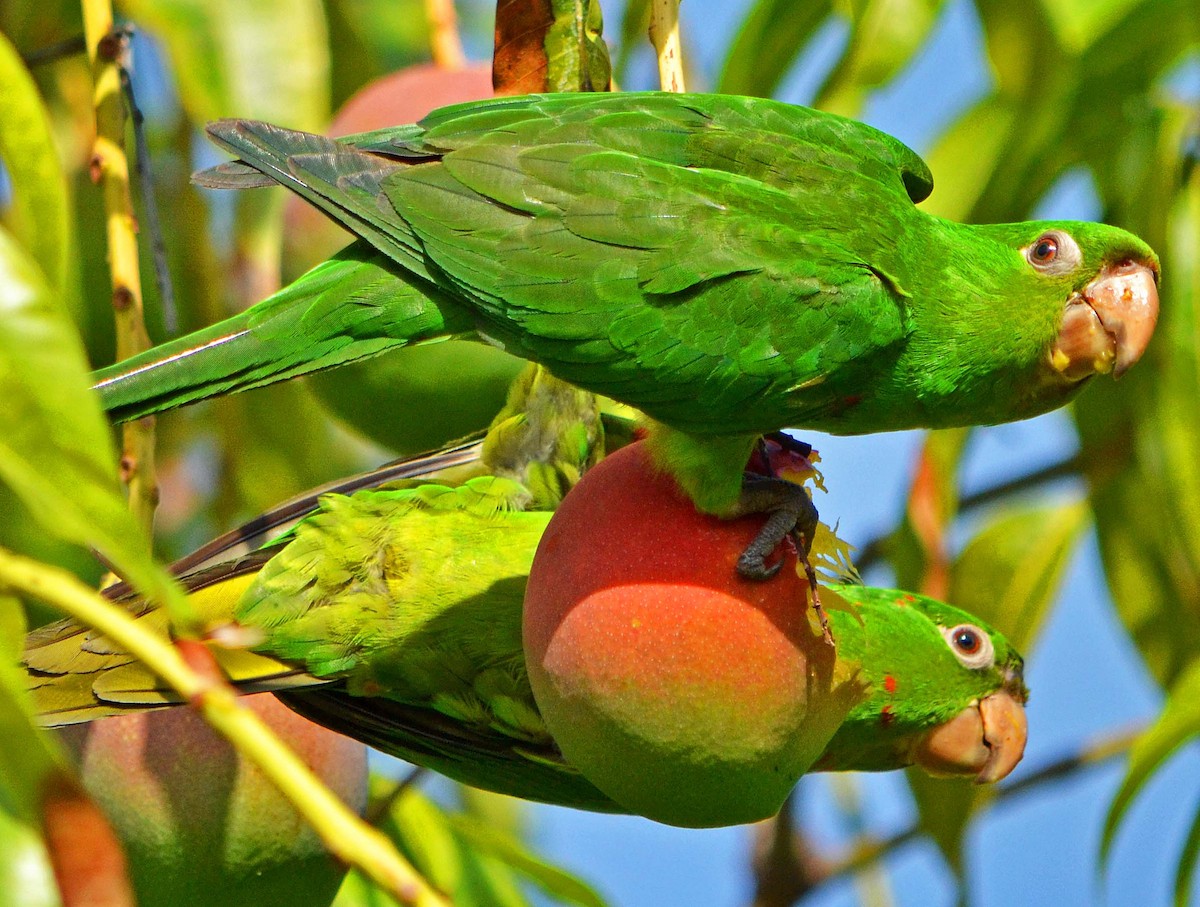 Mitred Parakeet - Carol Berney