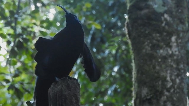 Black Sicklebill - ML218179431