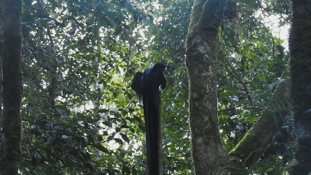 Black Sicklebill - ML218179501