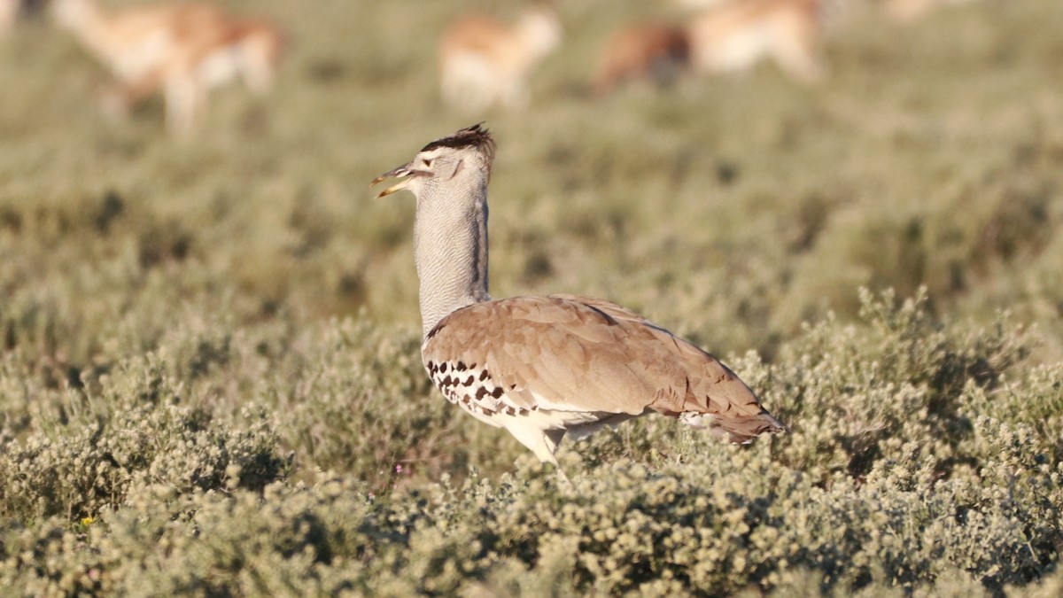 Kori Bustard - ML218179821