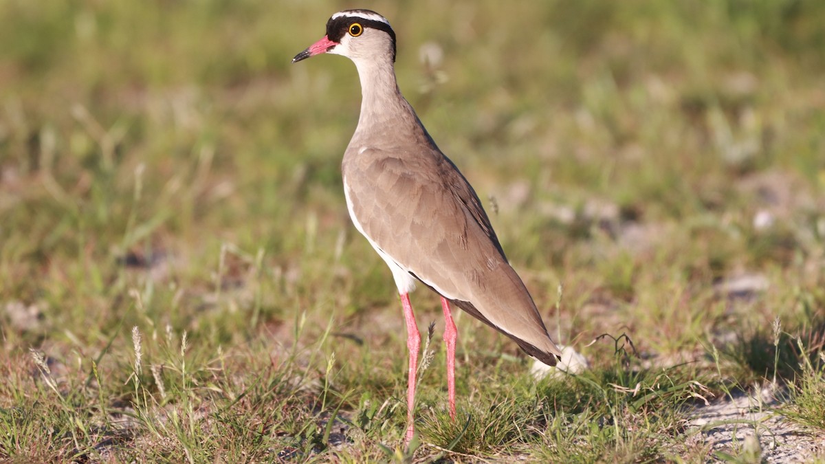 Crowned Lapwing - ML218180091