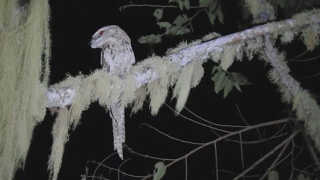 Papuan Frogmouth - ML218181521