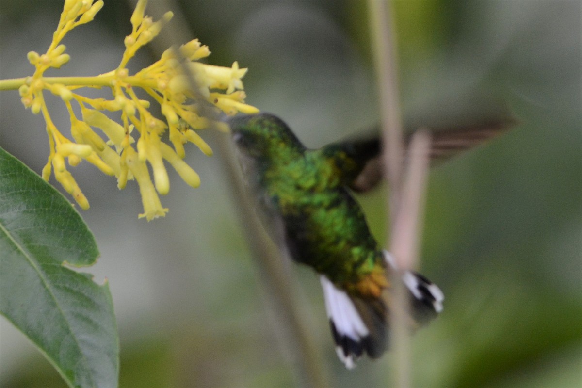 kolibřík zelenopláštíkový - ML218181861