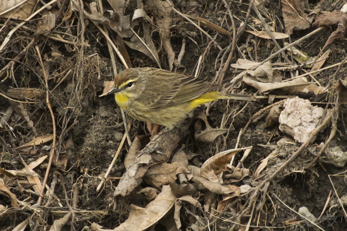 Palm Warbler - Lucien Lemay