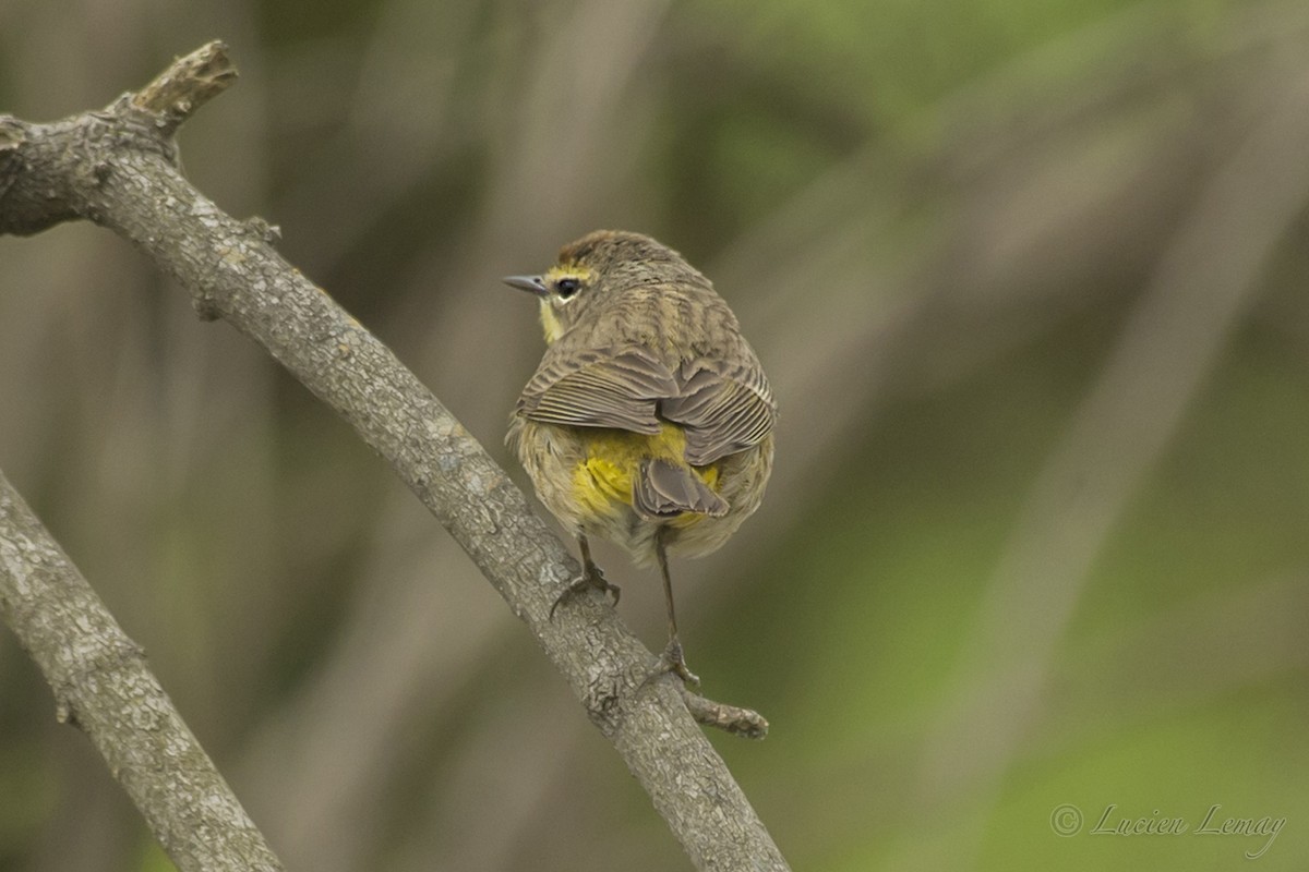 Palm Warbler - ML218182151