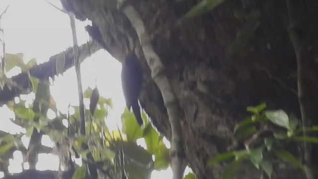 Papuan Treecreeper - ML218182261