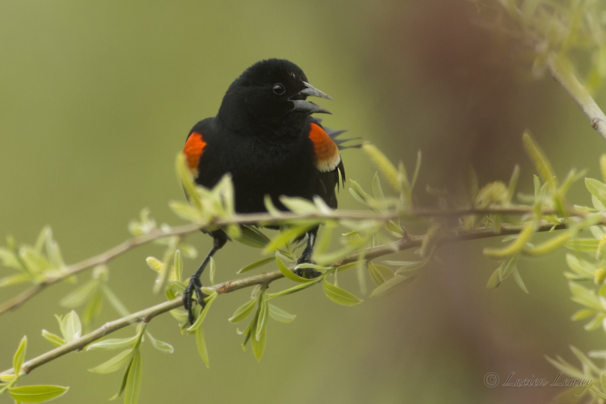 Red-winged Blackbird - Lucien Lemay