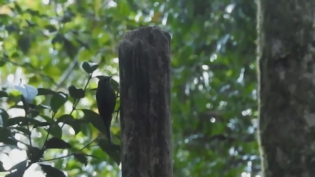 Papuan Treecreeper - ML218182651
