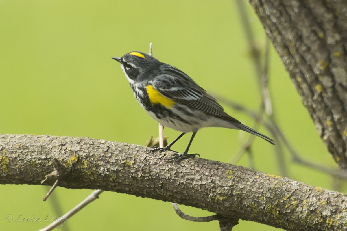 Yellow-rumped Warbler - Lucien Lemay