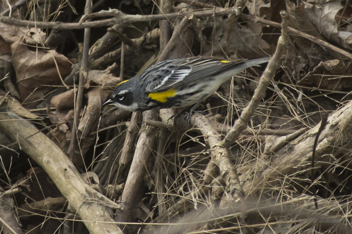 Yellow-rumped Warbler - Lucien Lemay