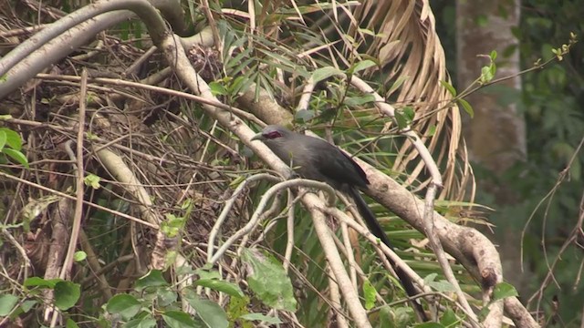 Green-billed Malkoha - ML218183361