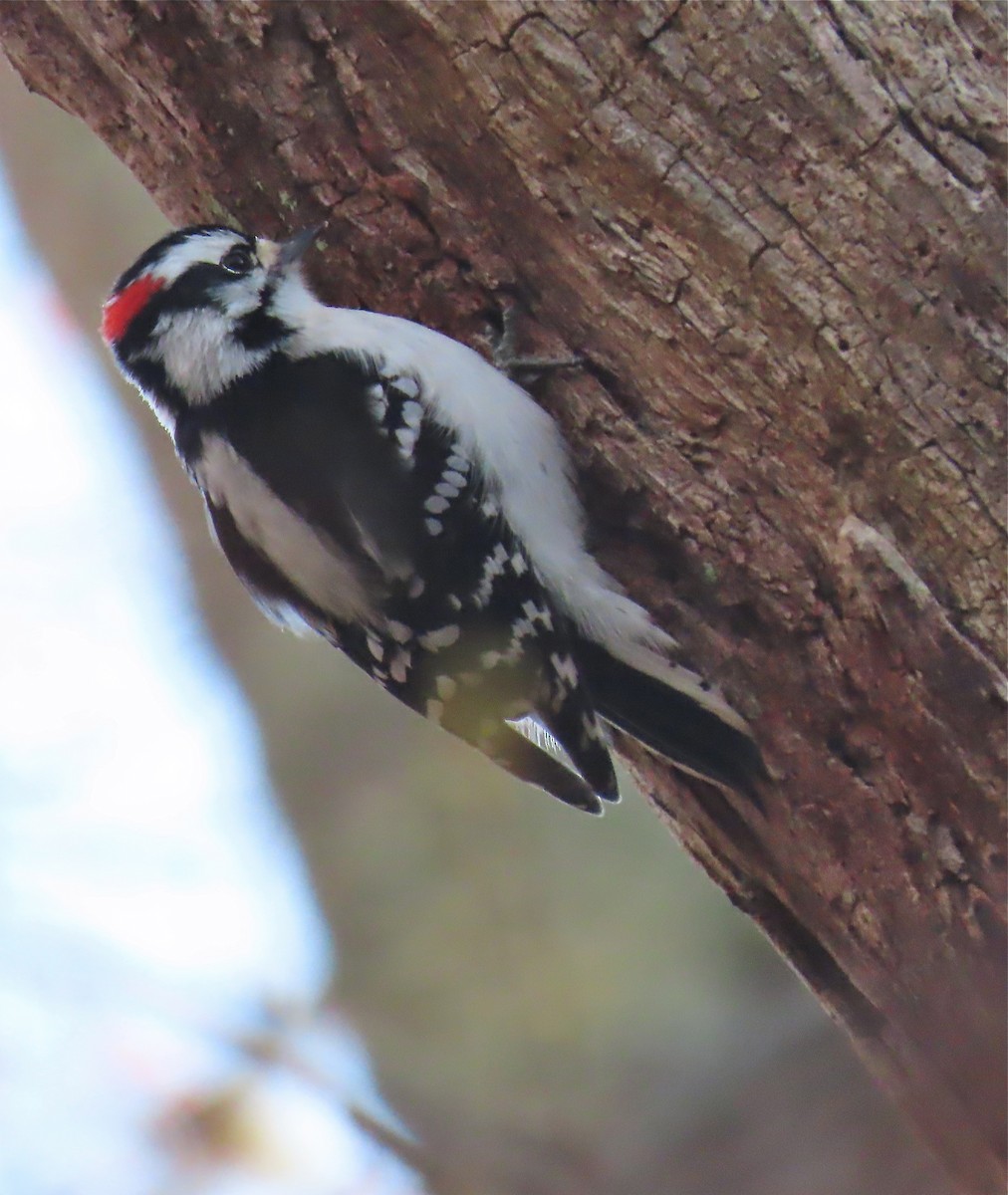 Downy Woodpecker - ML218184151