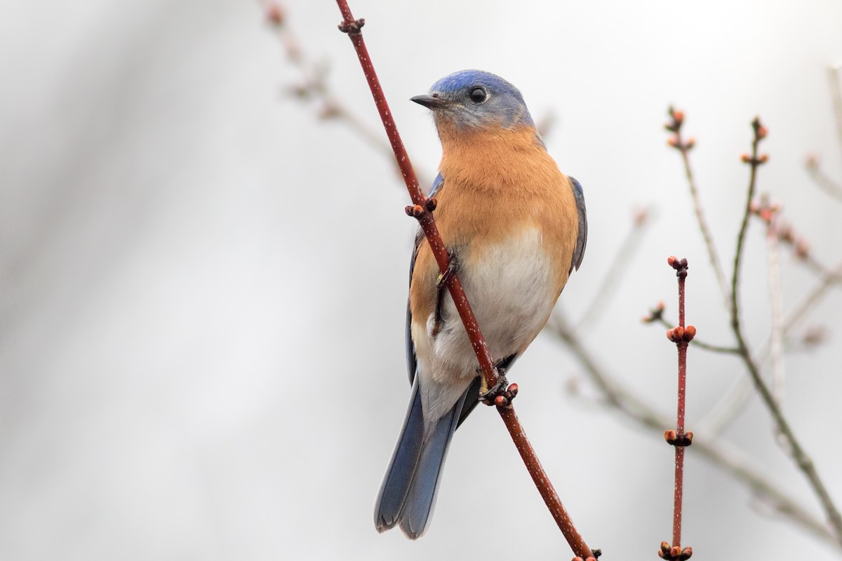 Eastern Bluebird - ML218186431