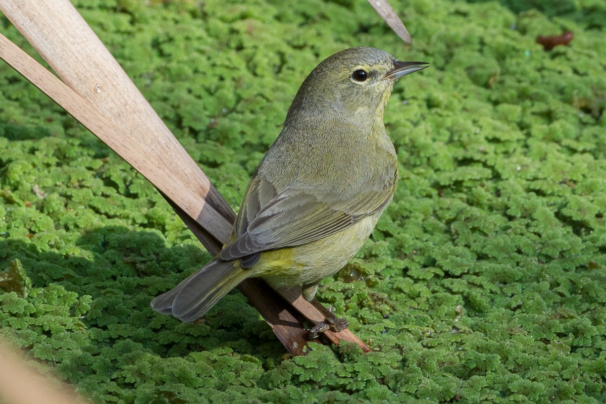 Orange-crowned Warbler - ML218188651