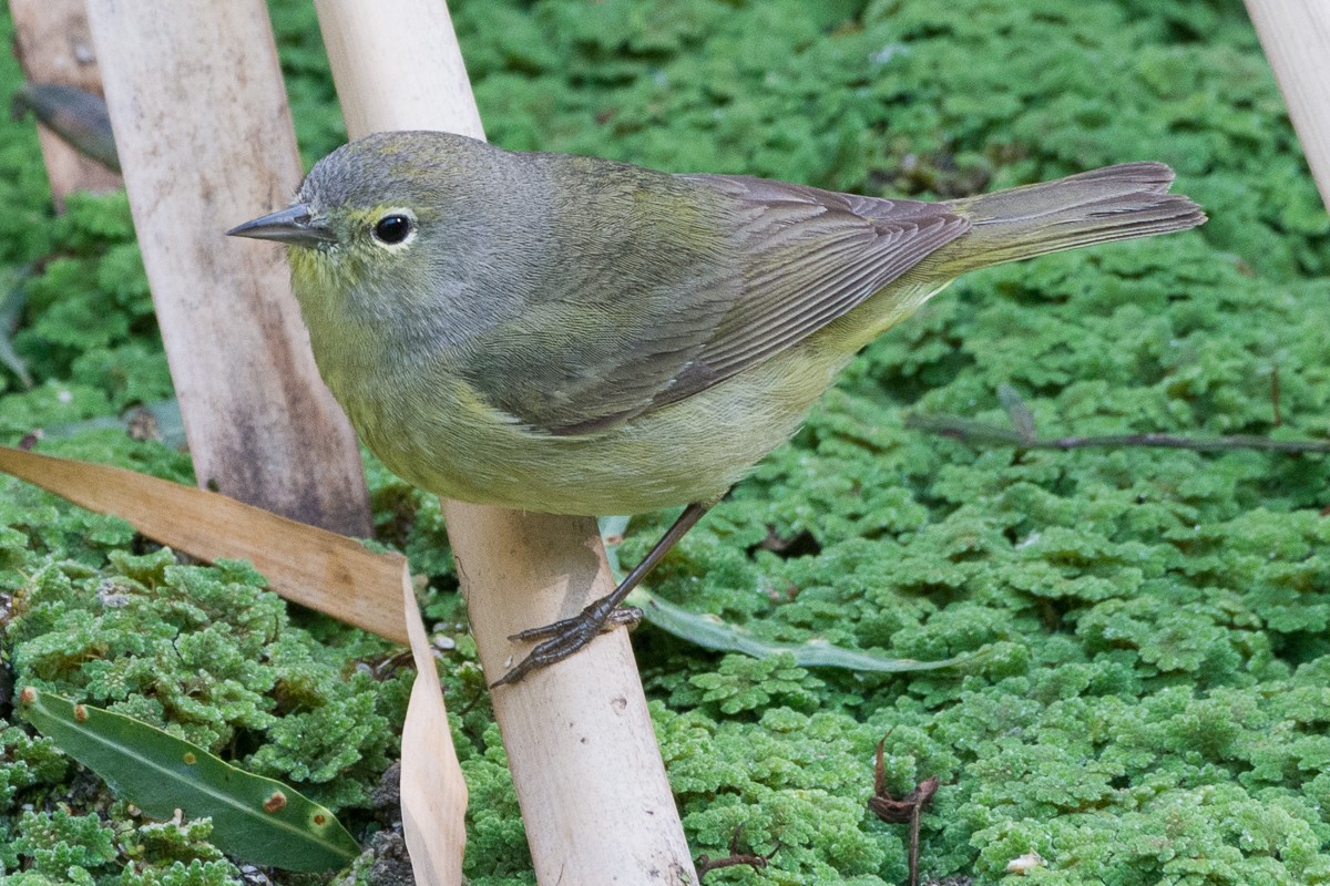 Orange-crowned Warbler - ML218188671