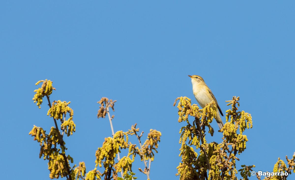 Willow Warbler - ML218189991