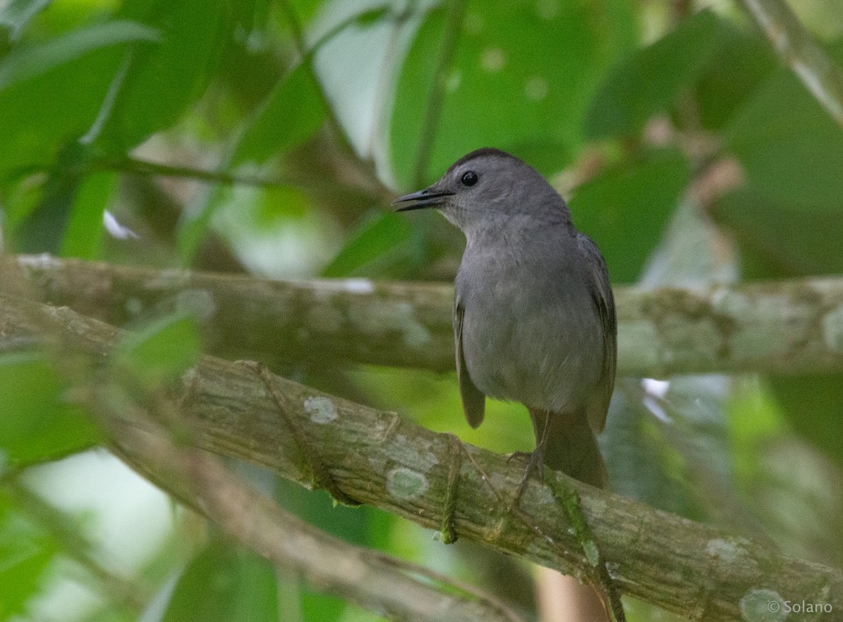 Gray Catbird - ML218190341
