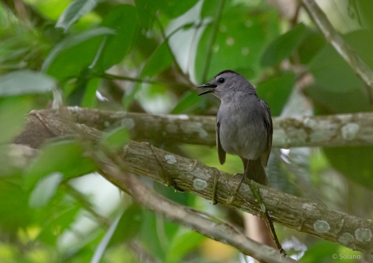 Gray Catbird - ML218190361