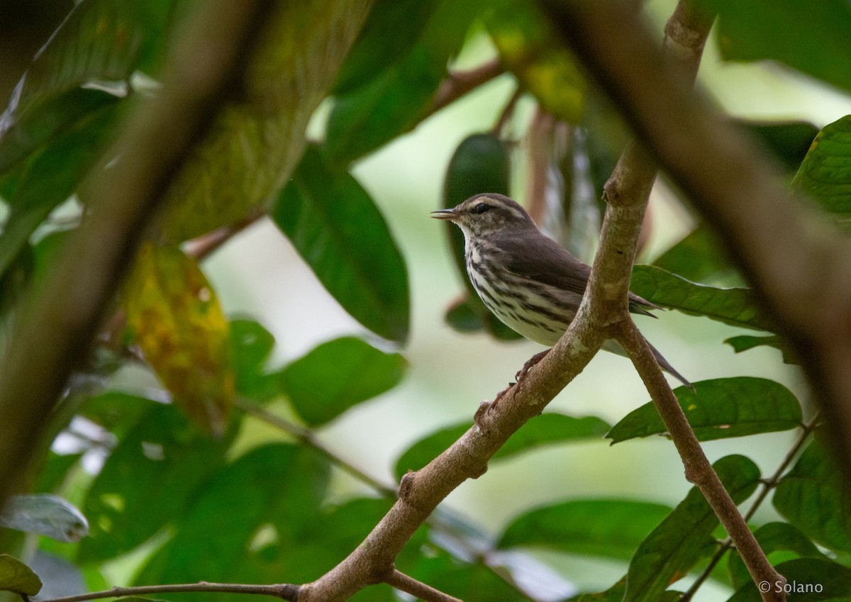 Northern Waterthrush - ML218190431