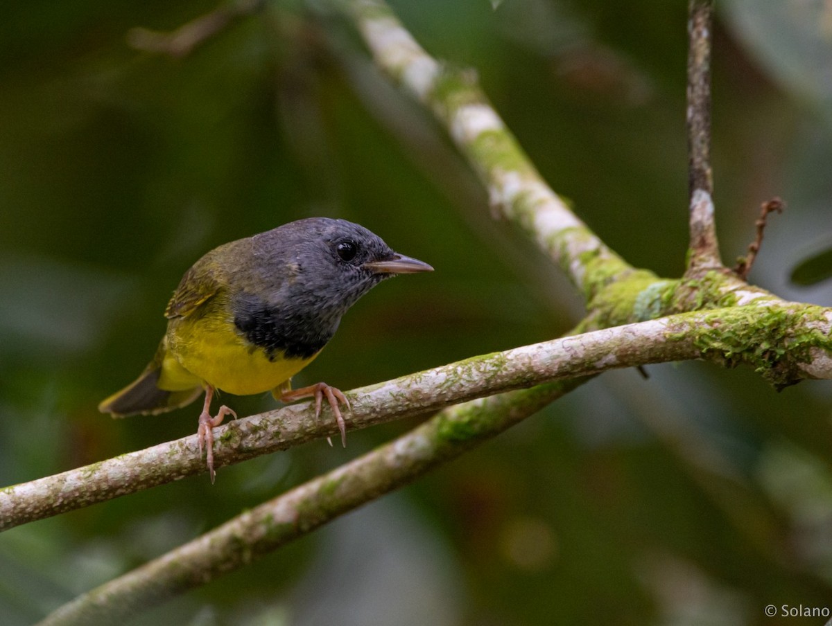 Mourning Warbler - ML218190511
