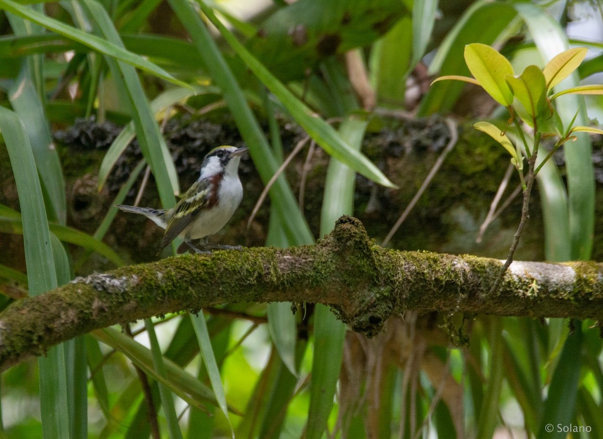 Chestnut-sided Warbler - ML218190931
