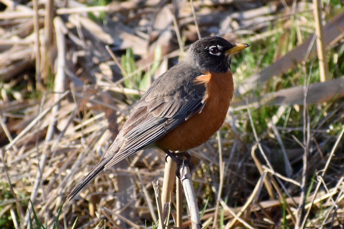 American Robin - ML218190981