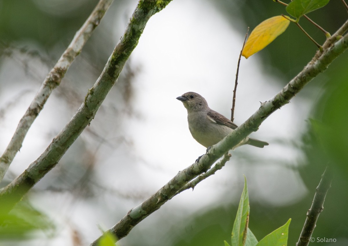 Plain-colored Tanager - ML218191001