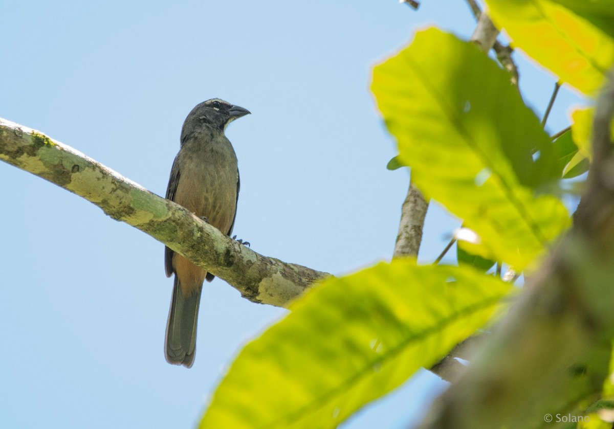 Cinnamon-bellied Saltator - ML218191251