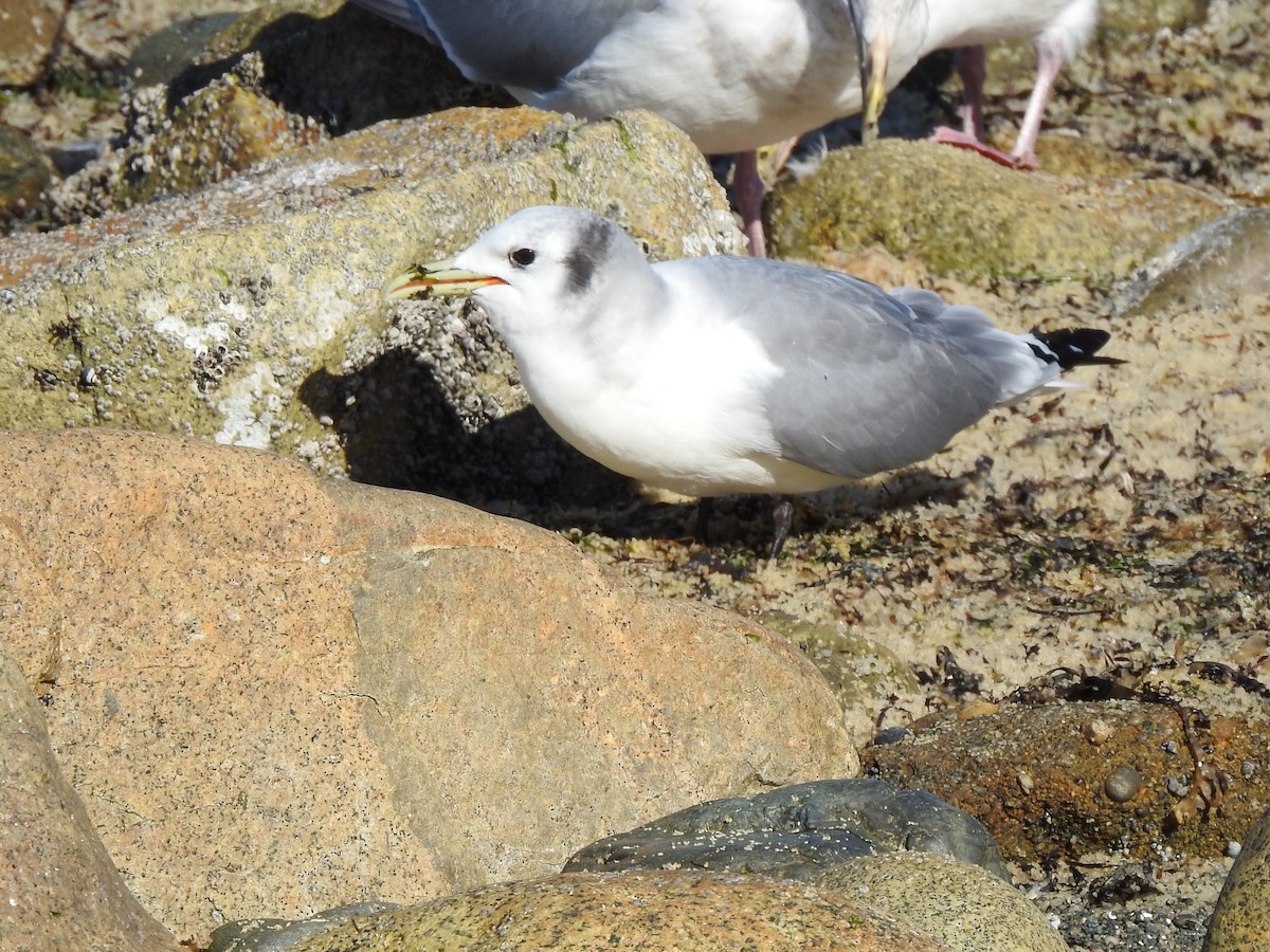 Black-legged Kittiwake - ML218192261