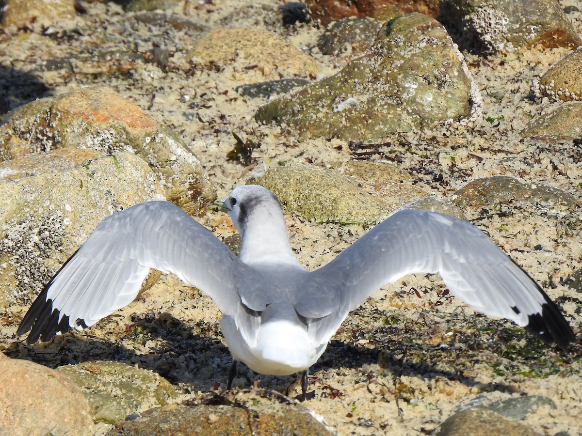 Black-legged Kittiwake - ML218192371