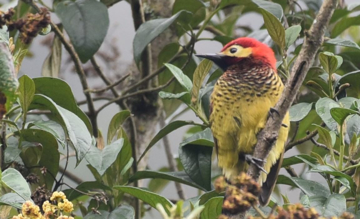 Crimson-mantled Woodpecker - ML218193221