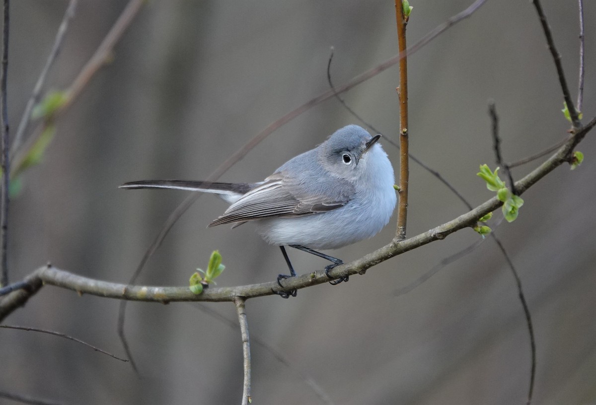 Gobemoucheron gris-bleu - ML218194311