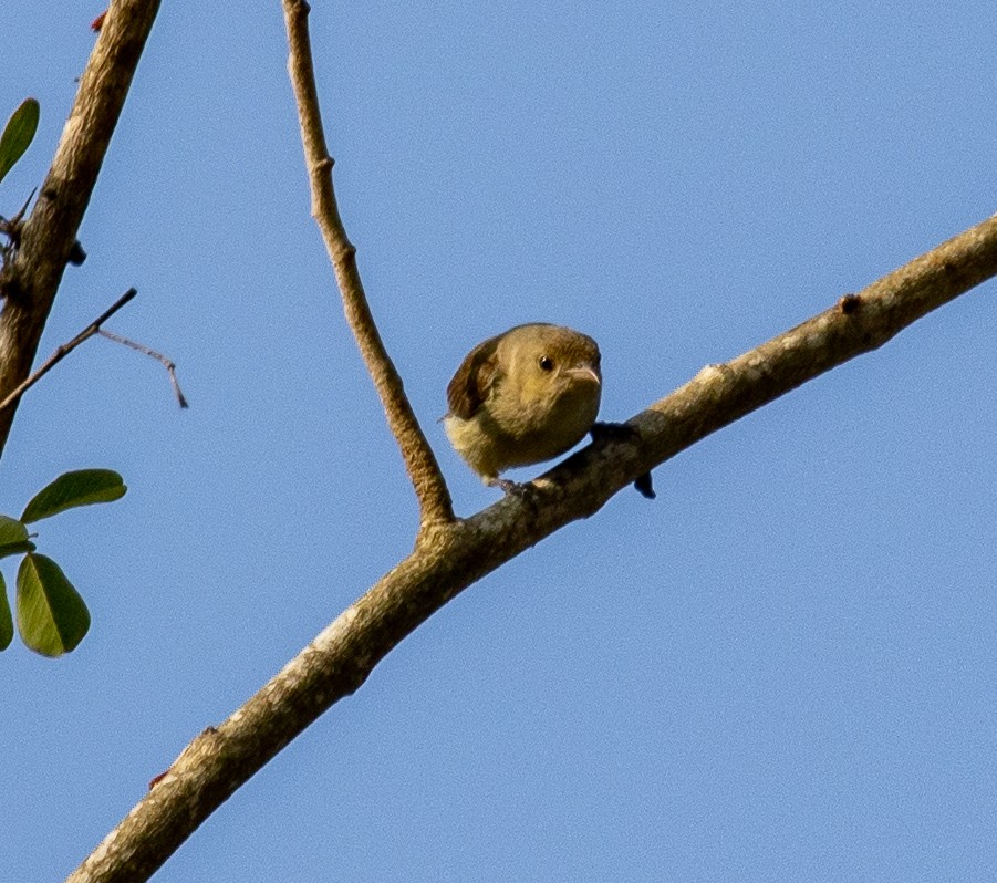 Prinia simple - ML218196061