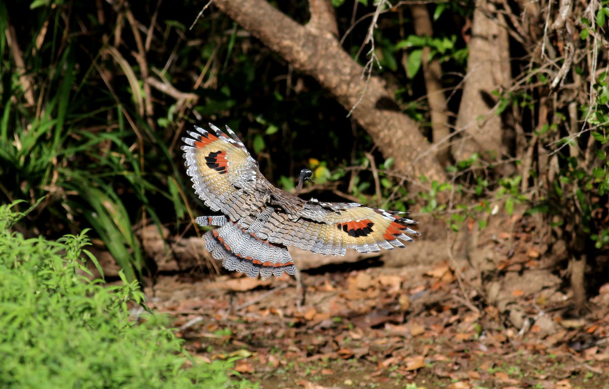 Sunbittern - ML21819621