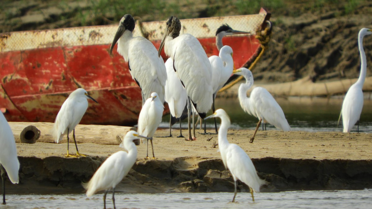 Wood Stork - ML218197731