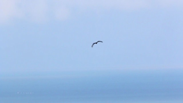 Rough-legged Hawk - ML218197811