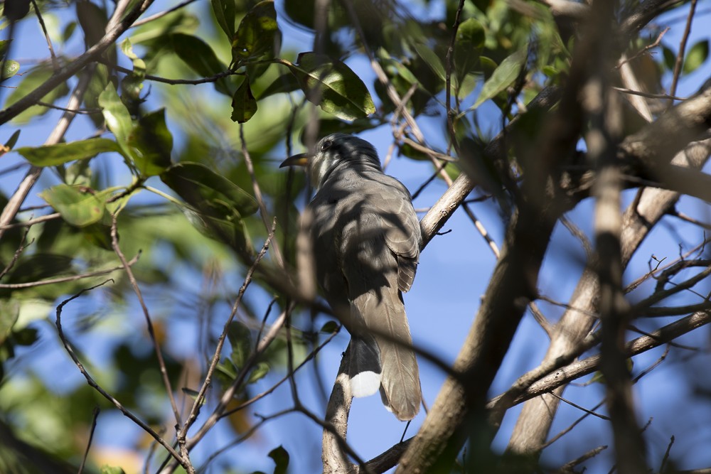 Mangrove Cuckoo - ML218199801