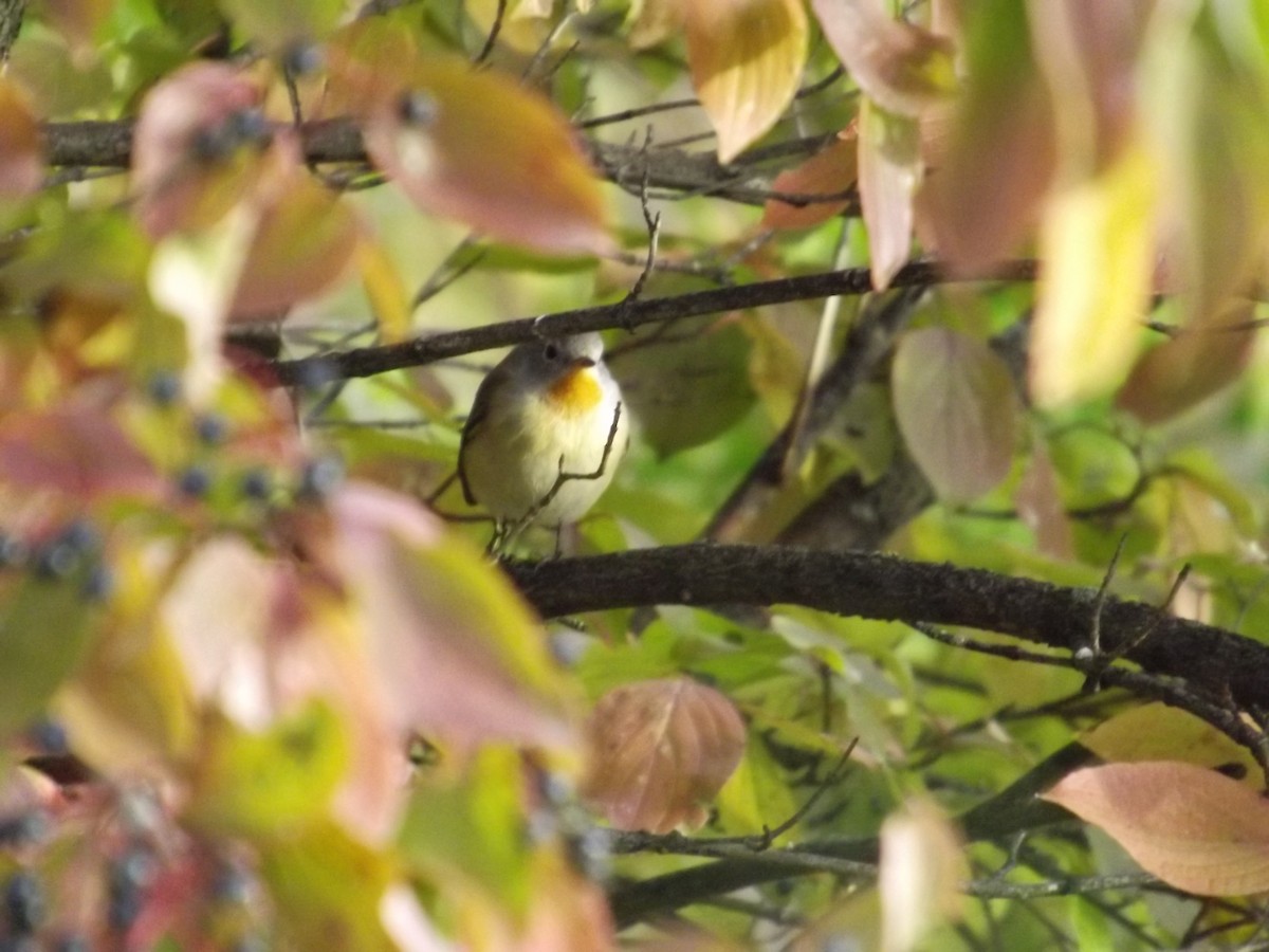 Red-breasted Flycatcher - ML218200381