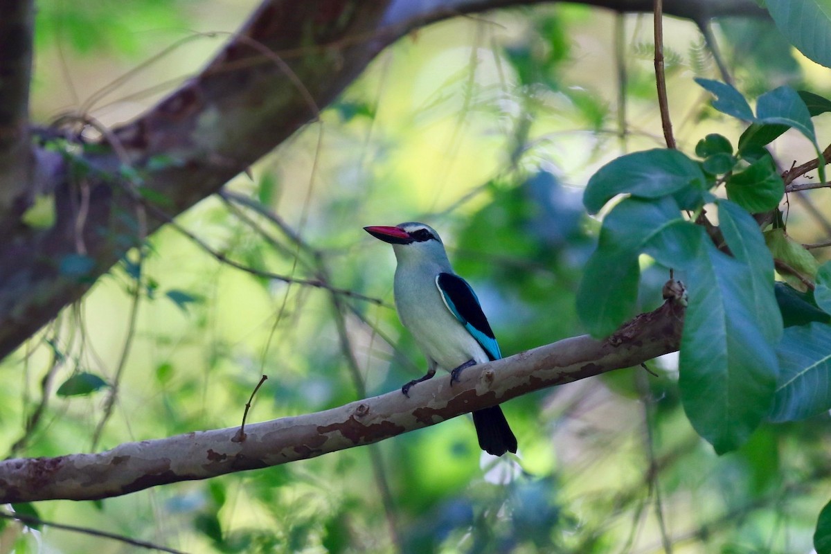 Woodland Kingfisher - ML218201321