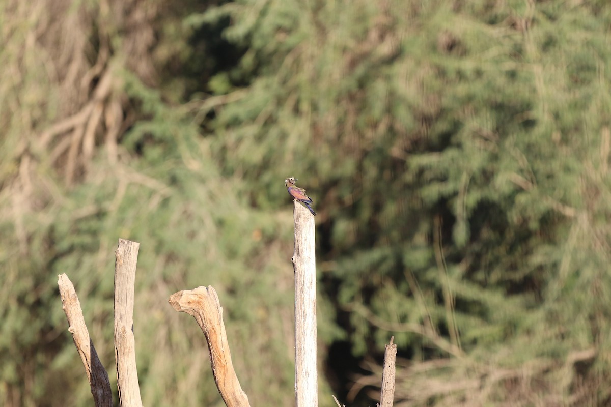 Rufous-crowned Roller - ML218201381