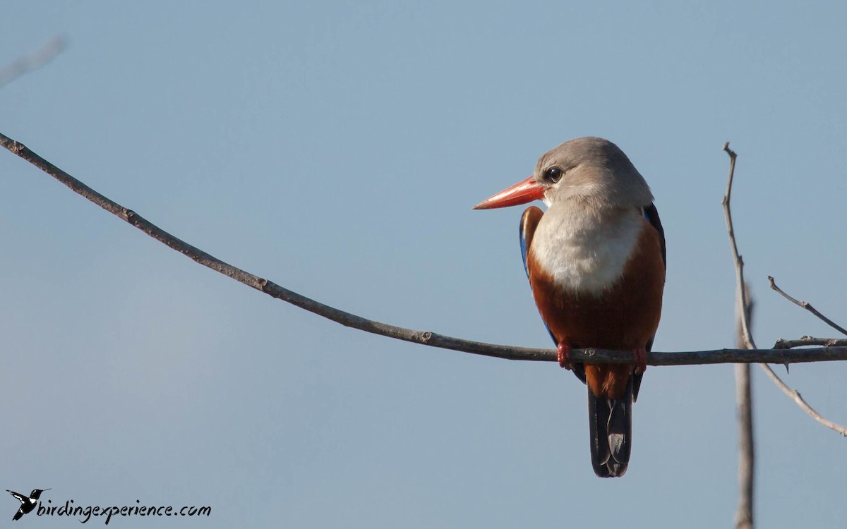 Gray-headed Kingfisher - ML218204691