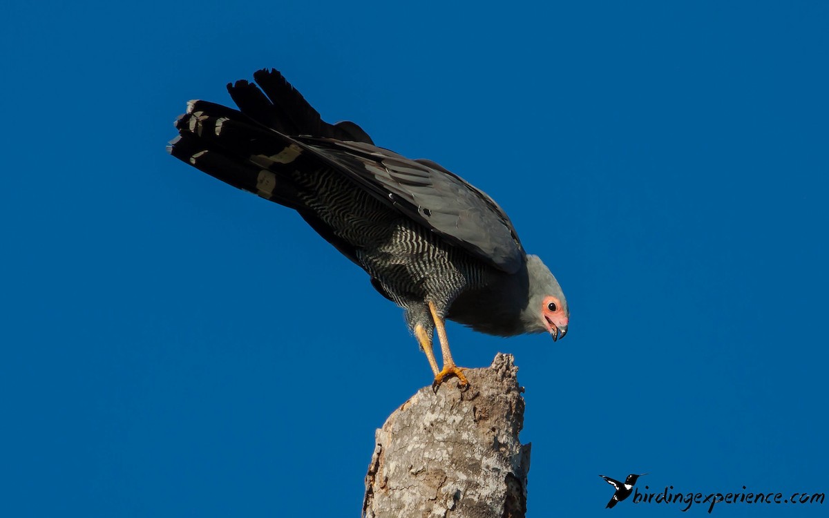 African Harrier-Hawk - ML218204701