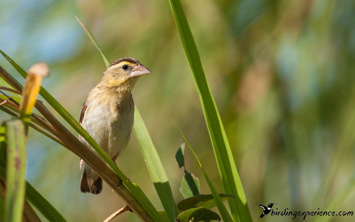 Southern Red Bishop - ML218204931