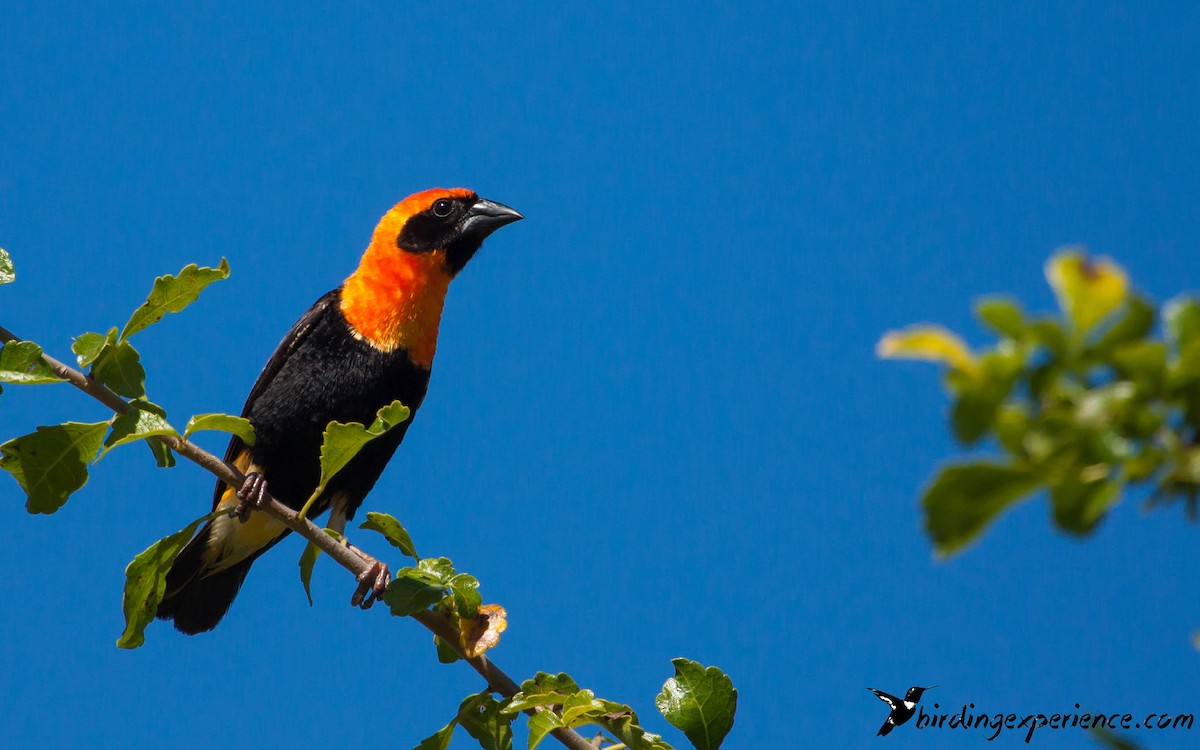 Southern Red Bishop - ML218204951