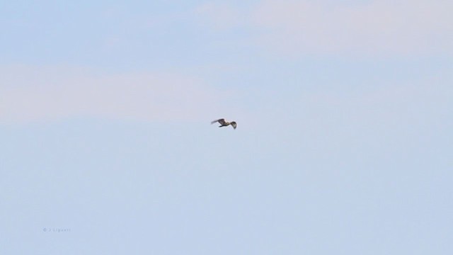 Rough-legged Hawk - ML218205311